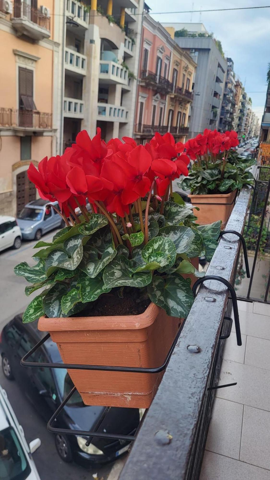 Volare House Apartment Bari Bagian luar foto